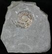 Iridescent Psiloceras Ammonite - Great Britain #1080-1